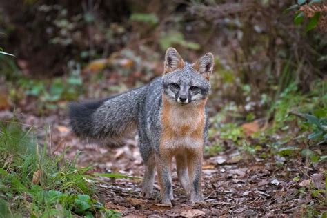 Gray Fox Facts