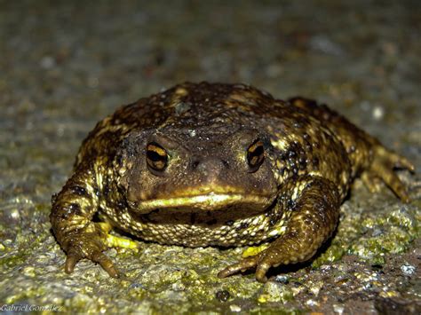 Free Images Nature Wildlife Frog Toad Amphibian Fauna Close Up