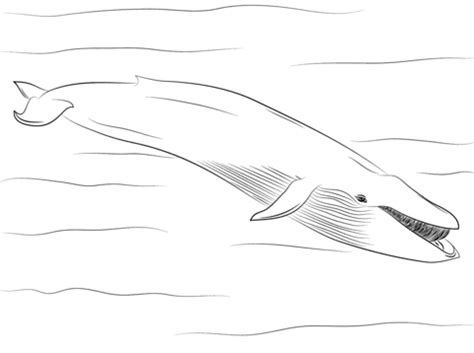 Whale water polo would be pretty wild! Blue Whale coloring page | Free Printable Coloring Pages