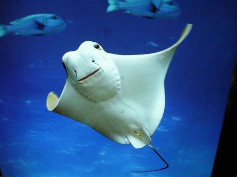 Massive Rагe Beautiful Albino Manta Ray Was Spotted In The Waters