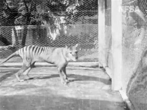 Tasmanian Tiger Thylacine Last Known Footage Of Now Extinct Tasmanian