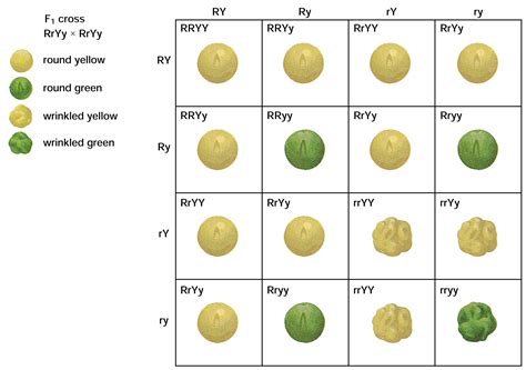 A punnett square refers to a diagram whose main purpose is to determine the likelihood of each genotype of the offspring of two parents. Dihybrid cross. | Dihybrid cross, Biology class, Biology