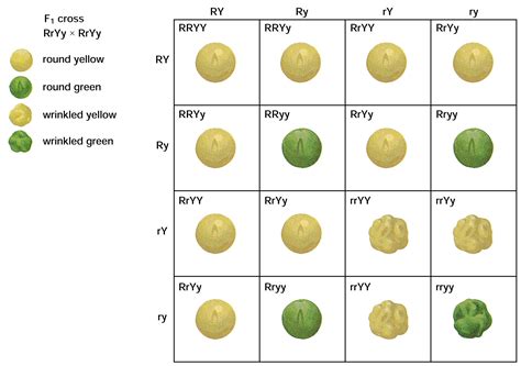 This means that both parents have recessive alleles, but exhibit the dominant phenotype. Dihybrid cross. | Dihybrid cross, Biology class, Biology