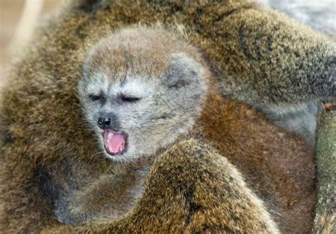 12 Incredible Facts About Lemurs