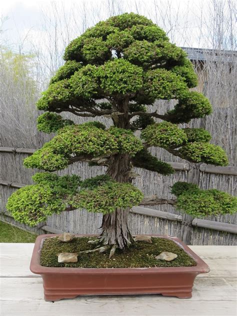 The bonsai trees were easy to carry while traveling and were thus used for gifts too. Akron Canton Bonsai Society: A Pilgrimage to the Bonsai ...