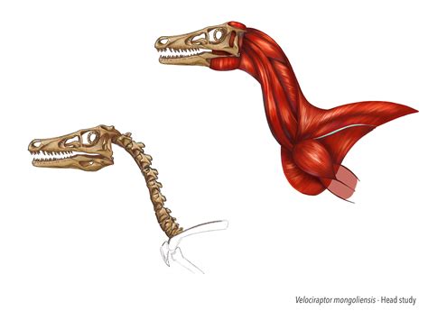 Velociraptor Mongoliensis On Behance