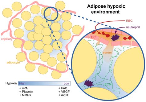 The Adipocyte Tissue Niche And Hypoxia Resulting From Growth