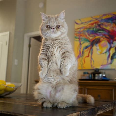 B Adorable Cat Loves Standing On Two Legs Like A Human
