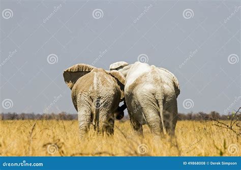 Elephant Friends Stock Photo Image Of Female Surroundings 49868008