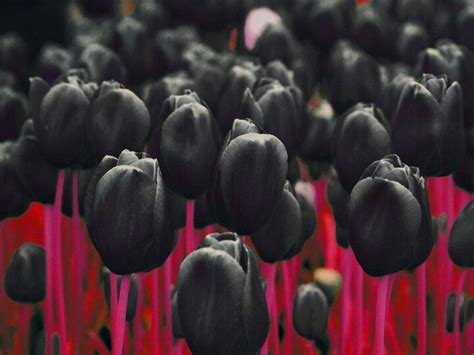 Love Black Tulip Black Tulips Black Flowers All Flowers Growing