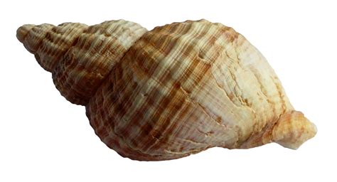 Seashell Sea Shell Png Download 19001030 Free Transparent
