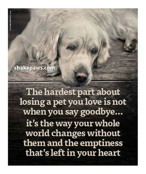 😢😢😢 Dog Poems Dog Loss Quotes Dog Quotes