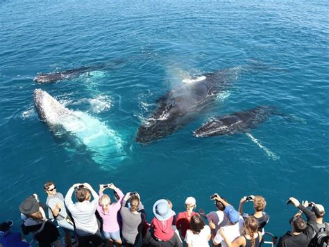 Experience Australias Best Whale Watching Tours From Hervey Bay