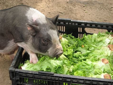 Pig Free Stock Photo Small Pig Eating Lettuce Out Of A Crate 2496
