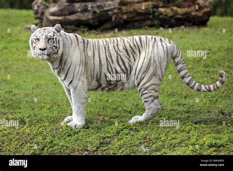 Tiger Tigers Cat Cats Carnivore Carnivores Mammal Mammals Animal