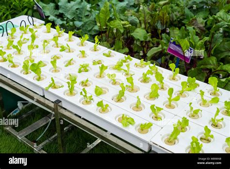 Vegetable Garden With Water Hydroponics System Stock Photo Alamy
