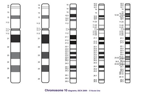 Chromosome Iscn