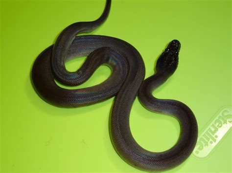 Black Dalberts Python Sub Adults Strictly Reptiles