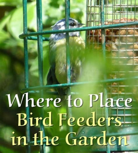 Where To Put Your Bird Feeders In The Garden