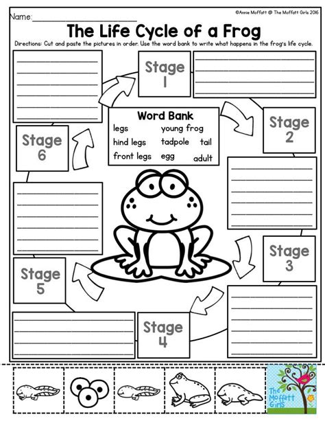 Life Cycle Of Animals Worksheet For Grade 1