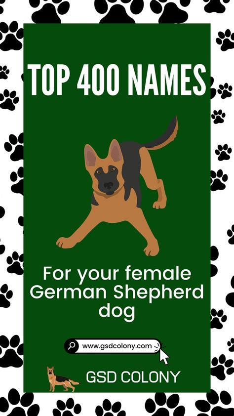 The Most Popular 400 Female Names For German Shepherd Dog Artofit