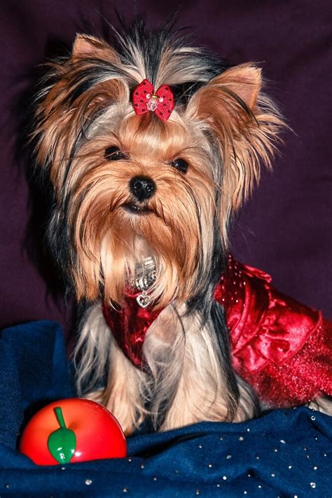 Cute Yorkie Puppy In Red Dress By Yana Reint By Yanareint Redbubble