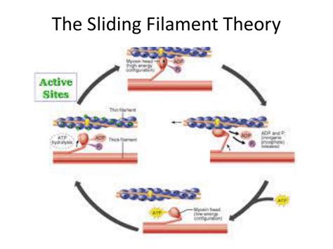 Stages Of Sliding Filament Theory