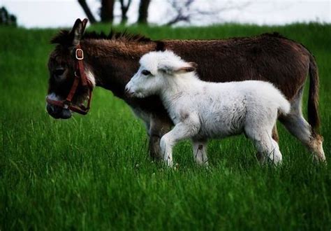 20 Precious Photos Of The Most Adorable Baby Donkeys
