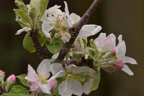 Tree Branch With Apple Blossoms Stock Image Image Of Blossoms