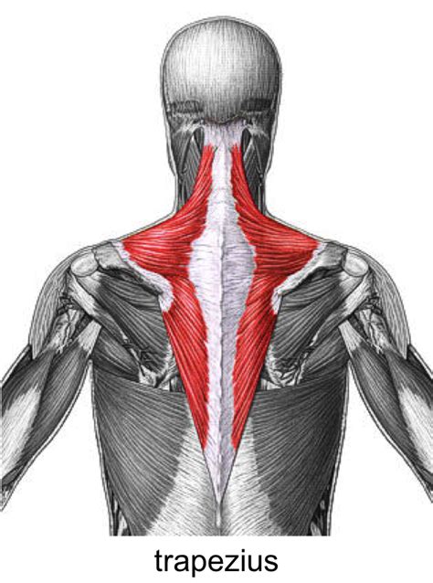 Why we study anatomy, what you'll learn. anatomy muscles - Biology 1011 with Marion at University ...