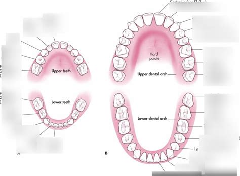 Deciduous And Permanent Teeth Diagram Quizlet