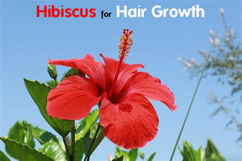 Hibiscus flowers on the warm coconut oil. Hibiscus for Hair Growth: Benefits and How to Use ...