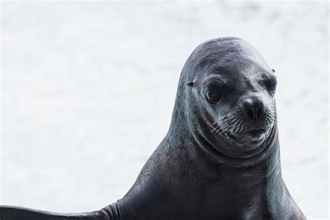 Free Images Wildlife Sealion Fauna Sea Lion Water Animal Seals