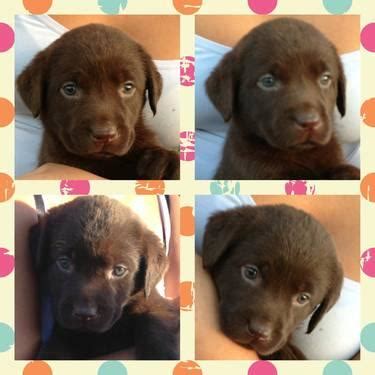 First shots and have been dewormed multiple times. AKC CHOCOLATE LABRADOR PUPPIES for Sale in Center Ave, California Classified | AmericanListed.com