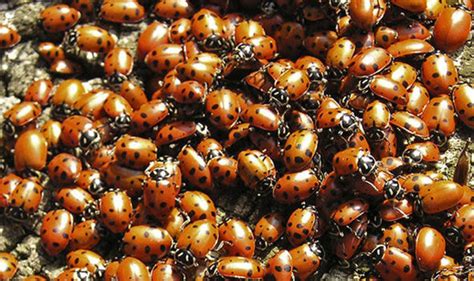 ladybird invasion how to spot the std carrying harlequin ladybird in your home uk news