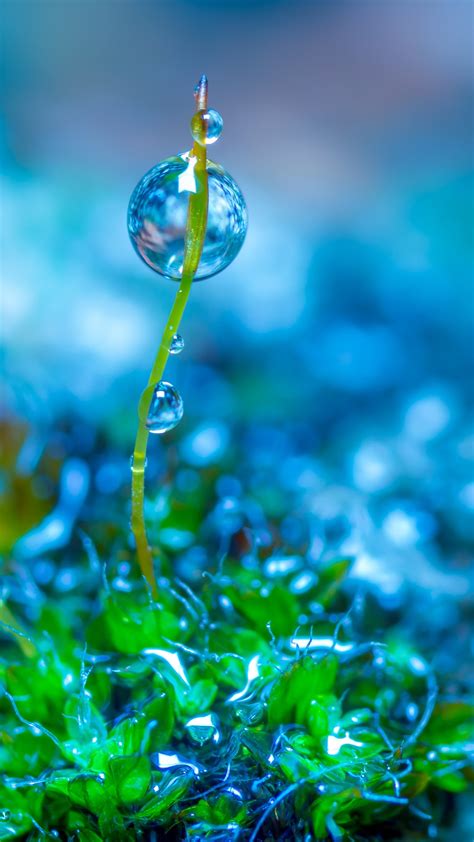 Green Leaf Grass With Water Drop 4k Hd Wallpapers Hd Wallpapers Id
