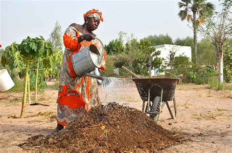 Gardening Tips From Senegal How To Grow Crops In The Desert