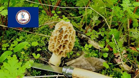 Mushroom Season Virginia Mushroomstalkers