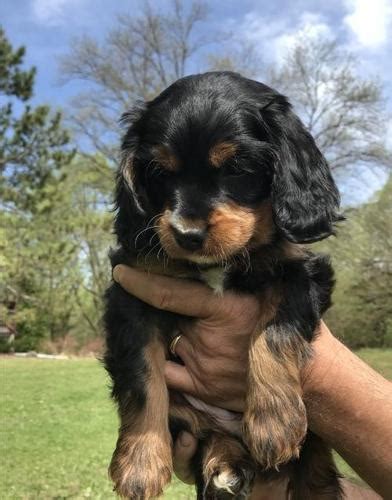 Our busy family includes our 4 children, our cavapoos and even a few cats. Cavapoo Puppy for Sale - Adoption, Rescue | Cavapoo Puppy Adoption in Watertown MN | 4907711827 ...