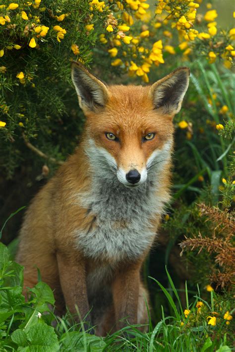 Beautiful Wildlife Red Fox Vulpes Vulpes By Uk Tumblr Pics