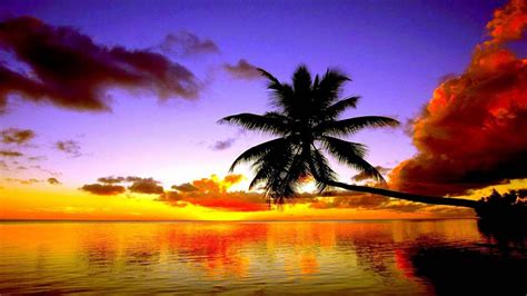 Green Leaning Coconut Tree Near Body Of Water During Sunset Nature Hd