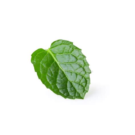 Mint Leaves Isolated Over A White Background Stock Image Image Of