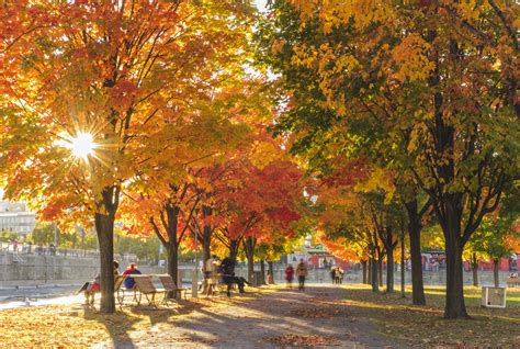 Последние твиты от the fall (@thefalltv). How Weather Affects Fall Colors