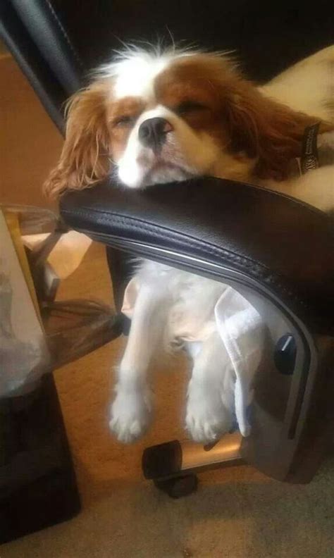 23 Reasons Why You Should Never Own Cavalier King Charles Spaniels