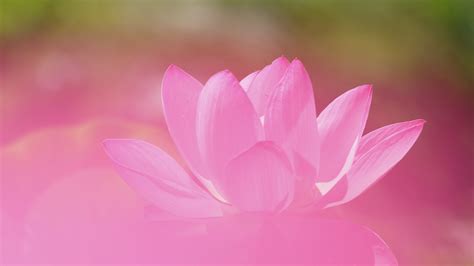Desktop Wallpaper Lotus Petals Pink Flowers Bloom Close Up Hd
