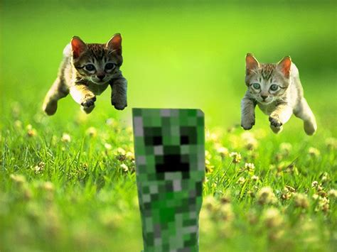 Minecraft Cat Wallpapers Wallpaper Cave