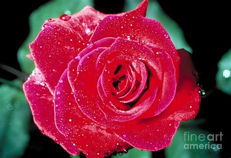 Red Rose With Water Droplets Photograph By John Kaprielian Fine Art