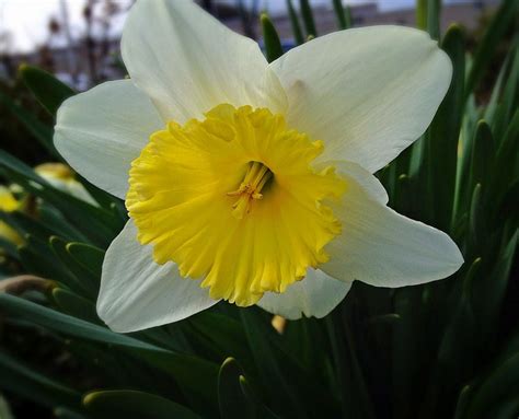 White Daffodils With Yellow Centers Photos Hi Res 720p Hd