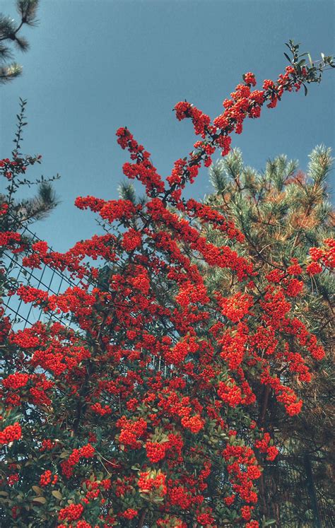 #sky #red #flowers | Flower iphone wallpaper Red aesthetic wallpaper for iphone x is free 640 1136 hd wallpapers.