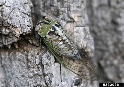 Cicada Tibicen Dealbatus
